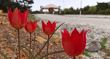 Lalenin anayurdu Orta Asya, kalbi Manisa'da