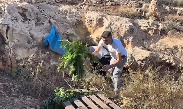 Mağaradan kenevir bitkisi çıktı