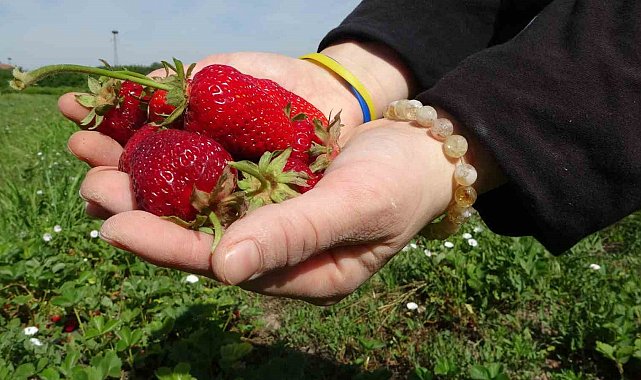 Malatya'da zirai donun ardından ilk hasat çilekten geldi