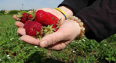 Malatya'da zirai donun ardından ilk hasat çilekten geldi