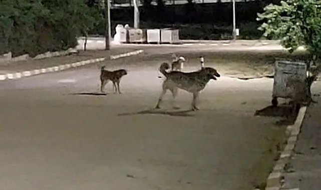 Malkara OSB'de gece saatlerinde toplanan köpekler tedirginliğe neden oluyor