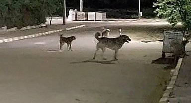 Malkara OSB'de gece saatlerinde toplanan köpekler tedirginliğe neden oluyor