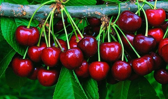 Manavgat'ta Burmahan kiraz festivali coşkusu başlıyor