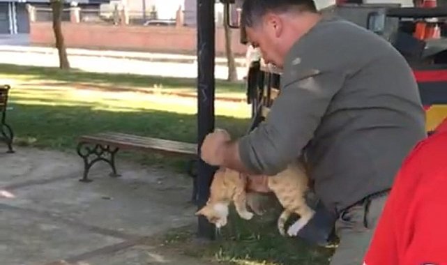 Manisa'da ağaçta mahsur kalan kedi kurtarıldı