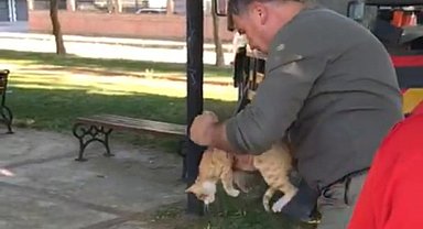 Manisa'da ağaçta mahsur kalan kedi kurtarıldı