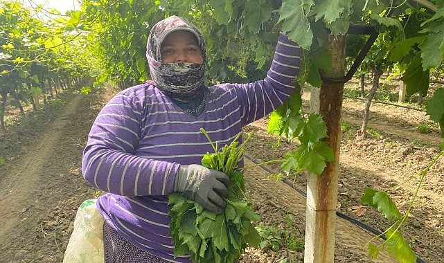 Manisa'da bağ yaprağı hediyelik oldu
