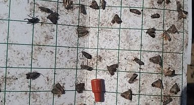 Manisa'da meyve üreticilerine 'iç kurdu' uyarısı