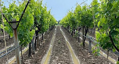 Manisalı bağcılara külleme ve mildiyö hastalığı uyarısı