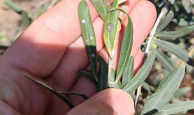 Manisalı zeytin üreticilerine önemli uyarı