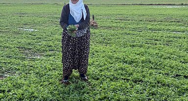 Mardin'de 40 bin dekar arazi dolu yağışından etkilendi