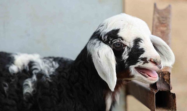 Meraya dökülen zehir 77 koyunu telef etti, onlarca kuzu annesiz kaldı