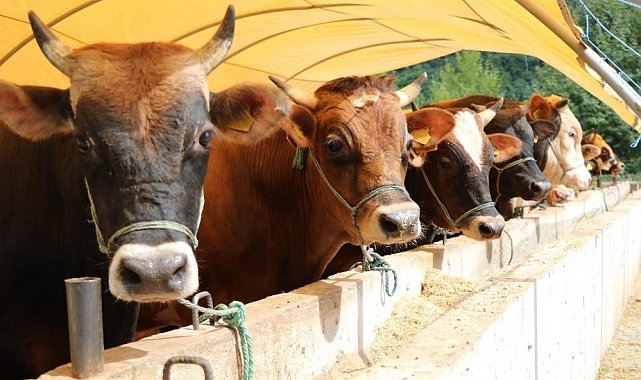 Migros'ta kurbanlık satışı başladı