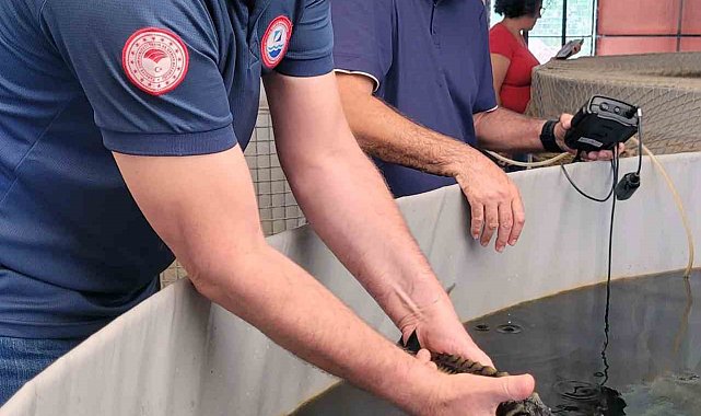 Milas'ta toprak havuzlarda 'Mersin Balığı' deneme üretimi başladı