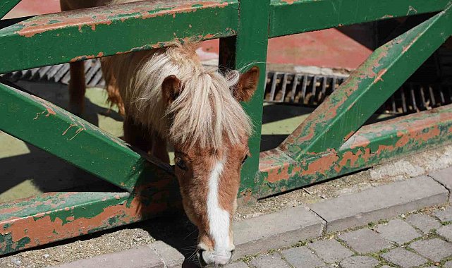 Minikler Evcil Hayvan Parkı'nı gezdi