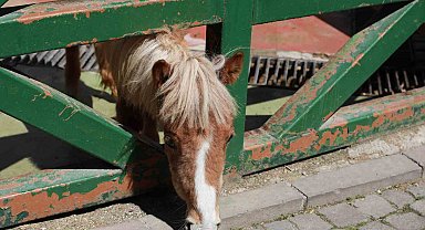 Minikler Evcil Hayvan Parkı'nı gezdi