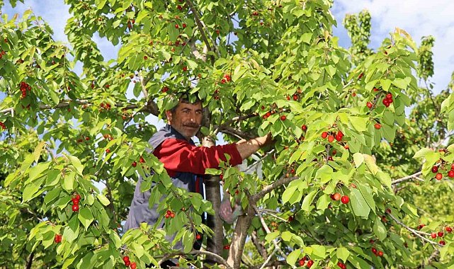 Misafir kirazında hasat vakti