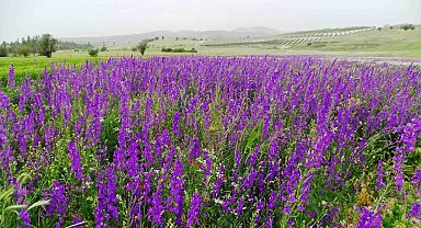 Mor renkli yabani otlar görsel şölen sunuyor