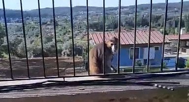 Muğla'da kaçak maymun alarmı jandarma ve mahalleli seferber oldu