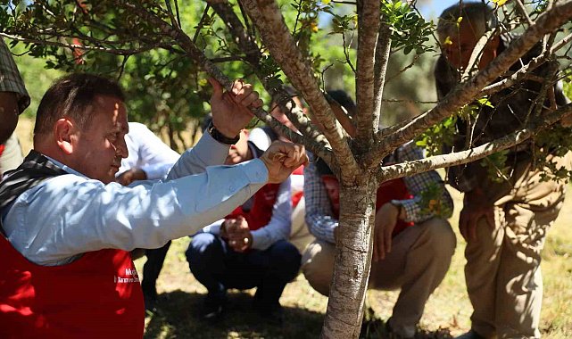 Muğla'da sakız hasadı gerçekleştirildi
