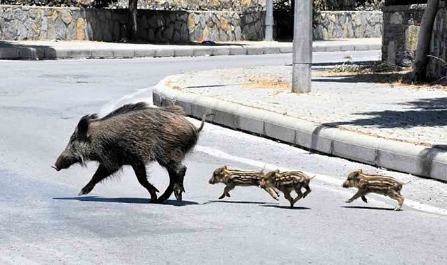 Muğla'da yaban domuzlarıyla mücadele kararı