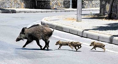 Muğla'da yaban domuzlarıyla mücadele kararı