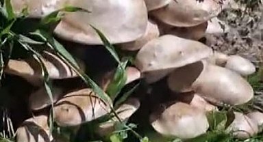 Munzur Dağları'nda mantar tarlasına denk geldi