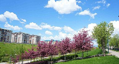 Muş'ta çiçek açan meyve ağaçları kartpostallık görüntüler oluşturdu