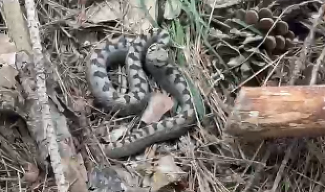 Nadir görülen zehirli boynuzlu engerek yılanı Bolu'da görüntülendi