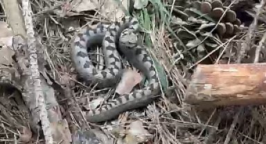 Nadir görülen zehirli boynuzlu engerek yılanı Bolu'da görüntülendi