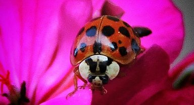 Nadir, uğur böceği türü görüntülendi