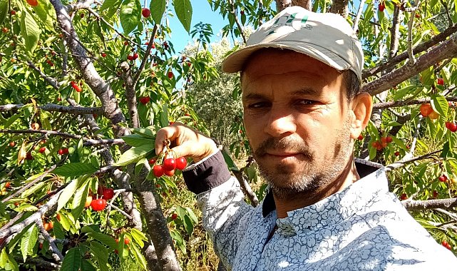 Napolyon kirazı fiyatıyla üreticilerin yüzünü güldürdü