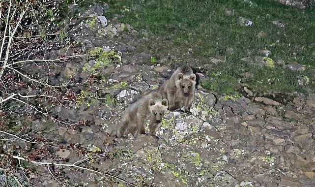 Nemrut'un maskot ayıları kış uykusundan uyandı