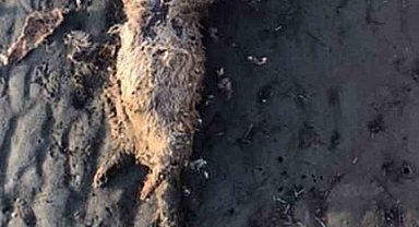 Nesli tehlike altında olan su samuru sahilde ölü bulundu