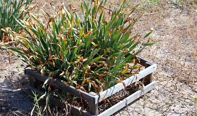 Nesli tükeniyor, koparmanın cezası 387 bin TL