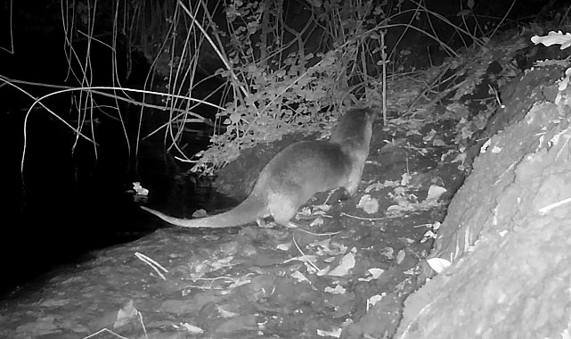 Nesli tükenmekte olan su samurunu fotokapanla görüntüledi: Sevinçten havaya uçtu