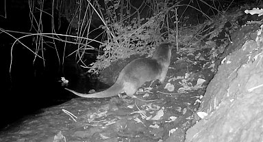 Nesli tükenmekte olan su samurunu fotokapanla görüntüledi: Sevinçten havaya uçtu