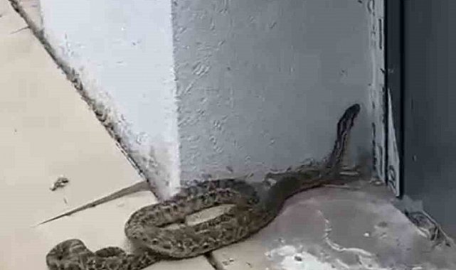 Okulda paniğe neden olan yılan, öğretmen tarafından yakalandı