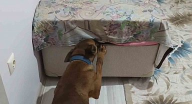 Önce kokladı, sonra patisiyle uyuşturucuyu işaret etti