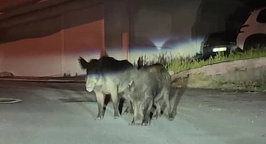 Ordu'da aç kalan yaban domuzları sokakları mesken tuttu