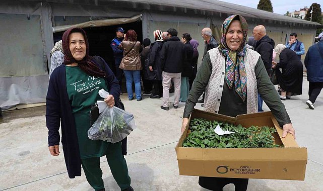 Ordulu üreticilere 380 bin fidenin dağıtımına başladı