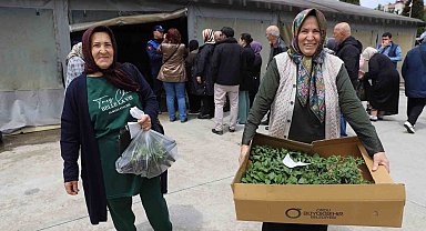 Ordulu üreticilere 380 bin fidenin dağıtımına başladı
