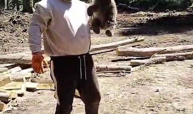 Orman işçilerinin yanına gelen yavru ayı koruma altına alındı