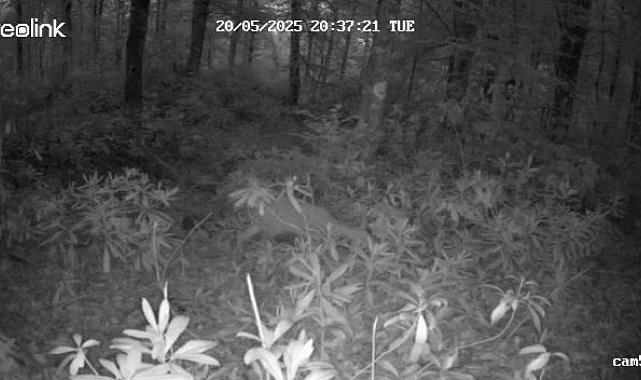 Ormanda kaybolan yavru karaca annesine kavuştu