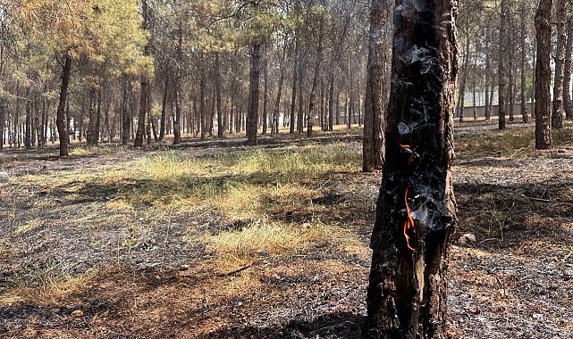 Ormanlık alandaki ağaçlar yandı