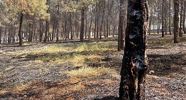 Ormanlık alandaki ağaçlar yandı