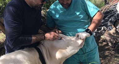 Ortaca Okçular Mahallesi'nde Brucella aşılaması gerçekleştirildi