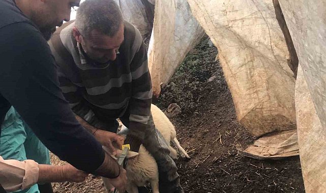 Ortaca'da küçükbaş aşılama ve kimliklendirme çalışmaları yapılıyor