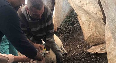 Ortaca'da küçükbaş aşılama ve kimliklendirme çalışmaları yapılıyor