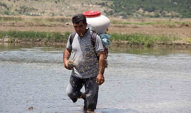 Osmancık pirincinde üretim sezonu başladı: Tarlalar çeltikle buluşturuldu