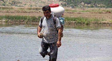 Osmancık pirincinde üretim sezonu başladı: Tarlalar çeltikle buluşturuldu
